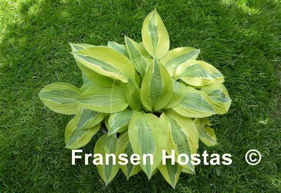 Hosta Playmate